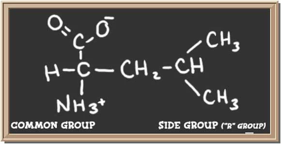 Leucine